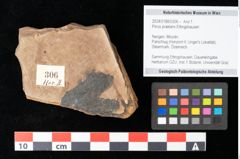 Foto (Objekt + Etikett) von Pinus praelarix Ettingshausen (NHMW-GEO-2024-0188-0306)